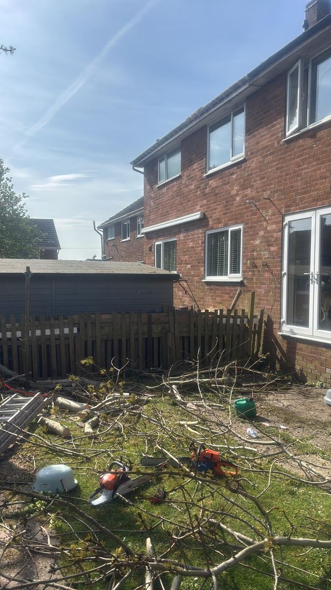 Tree taken down in a back garden with chainsaws and cut branches on the lawn